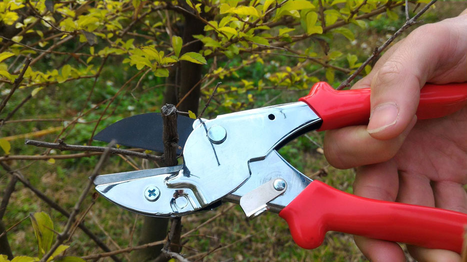 What-Types/anvil-pruner-cutting-dried-branch