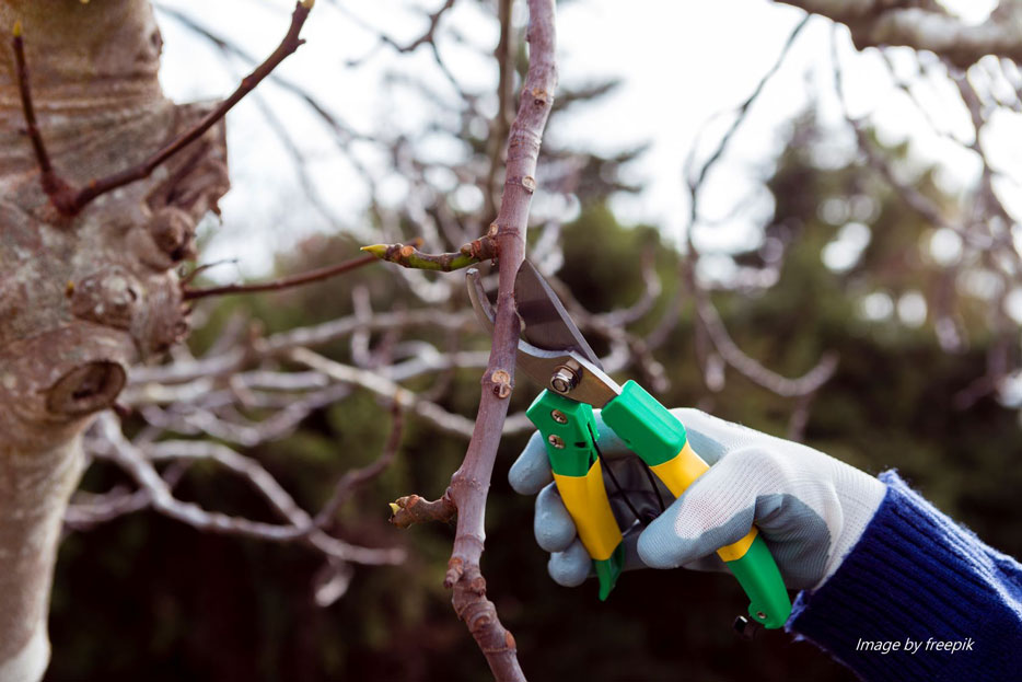 What-Types/gardener-cutting-dried-branches