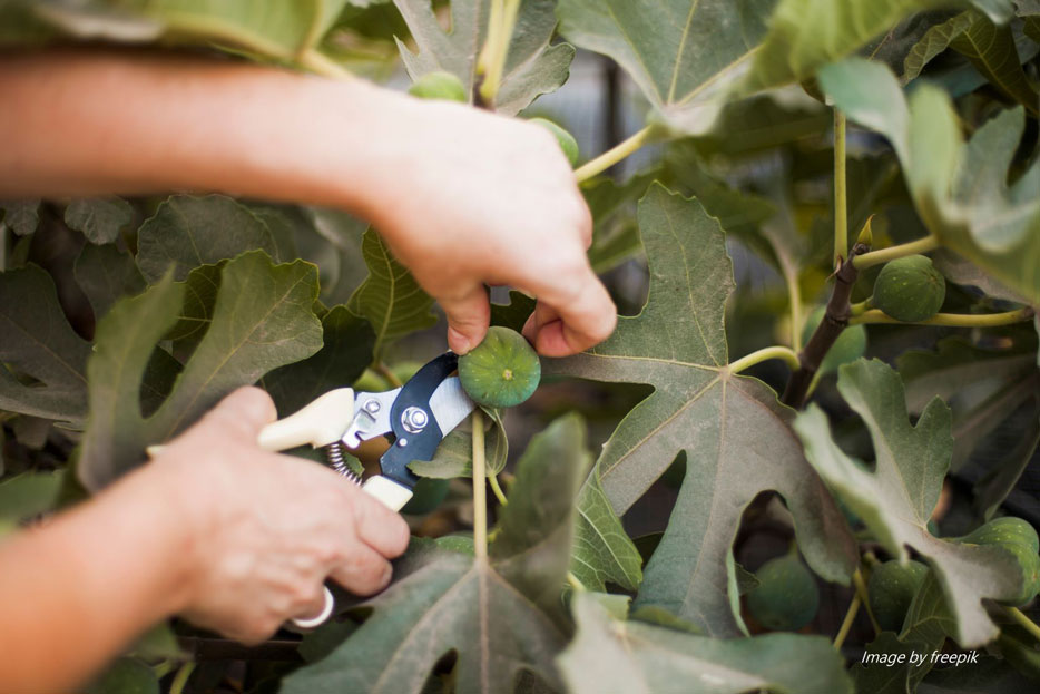 What-Types/hand-cutting-pruning-shears-from-tree