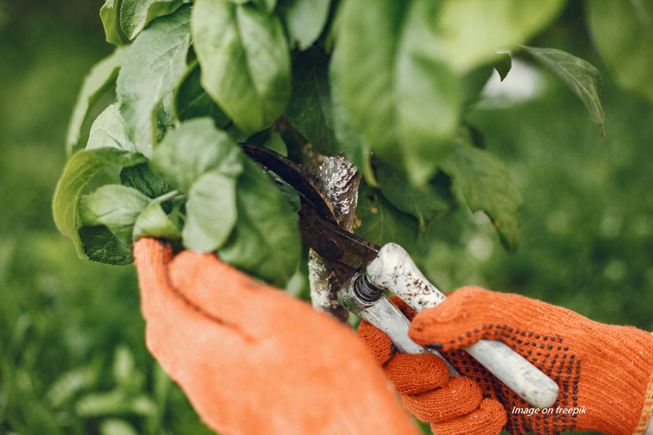 trimming-bushes-with-garden-scissors