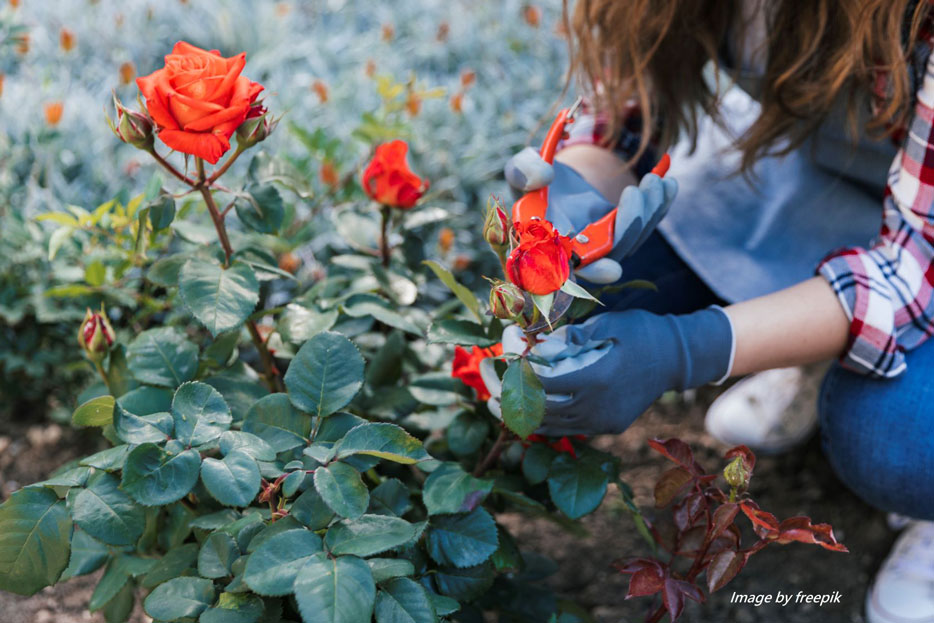 trimming-rose-plant-with-secateurs