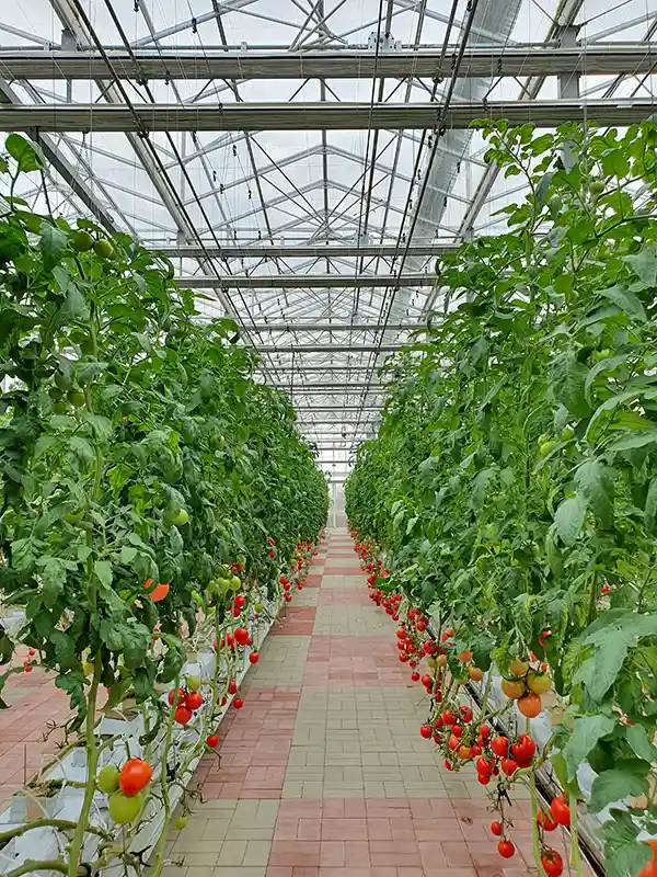 Greenhouse